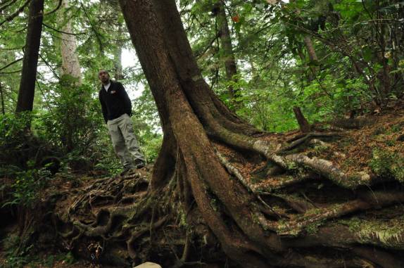 Árvore e outras plantas crescem sobre um enorme tronco caído de um Cedro Vermelho, em mata de Tofino, na costa oeste de Vancouver Island, litoral da British Columbia, oeste do Canadá